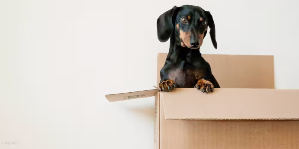 How to move safely with pets or children - Tingsapp Blog